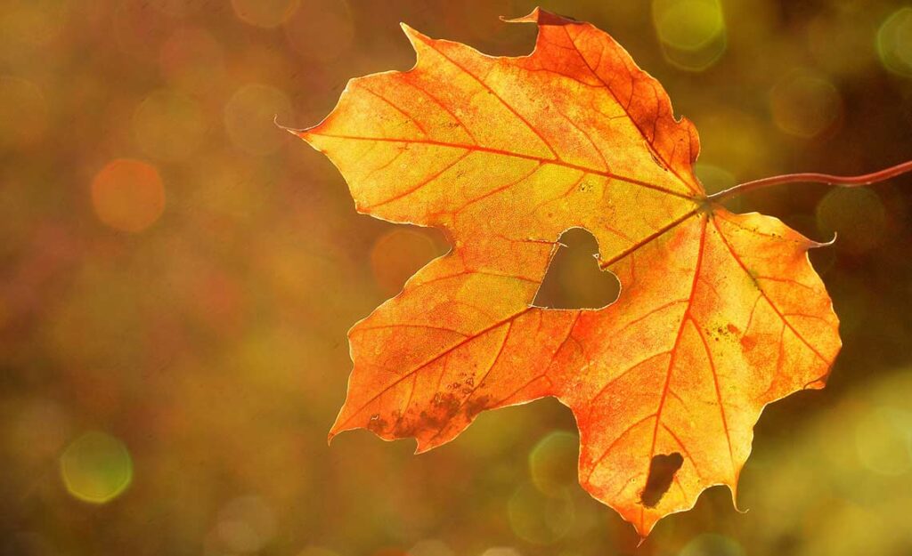 the-colours-of-autumn-for-a-table